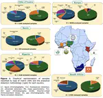 Practice Abstract: Mycotoxin contamination of cereals and fermented foods across African regions in the last 10 years (2014-2024)