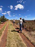 UGent Master students assisting the University of Johannesburg to take the first UP-RISE samples of sorghum